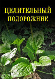 бесплатно читать книгу Целительный подорожник автора Иван Дубровин