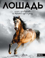 бесплатно читать книгу Лошадь. Полное руководство по верховой езде и уходу автора О. Костикова