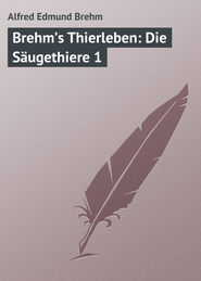 бесплатно читать книгу Brehm’s Thierleben: Die S?ugethiere 1 автора Alfred Edmund