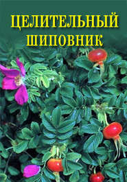 бесплатно читать книгу Целительный шиповник автора Иван Дубровин