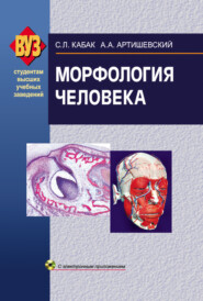 бесплатно читать книгу Морфология человека автора Сергей Кабак