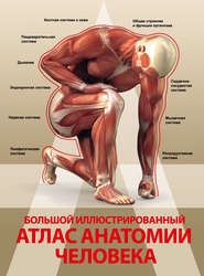 бесплатно читать книгу Большой иллюстрированный атлас анатомии человека автора Анна Спектор