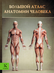 бесплатно читать книгу Большой атлас анатомии человека автора Винсент Перез