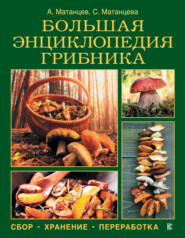 бесплатно читать книгу Большая энциклопедия грибника автора Светлана Матанцева