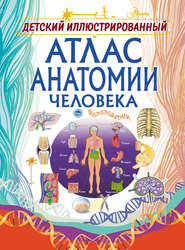бесплатно читать книгу Детский иллюстрированный атлас анатомии человека автора Анна Спектор