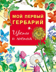 бесплатно читать книгу Мой первый гербарий. Цветы и листья автора  Сборник