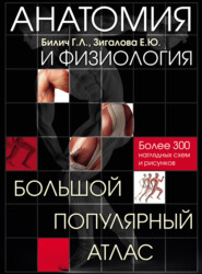 бесплатно читать книгу Анатомия и физиология. Большой популярный атлас автора Габриэль Билич