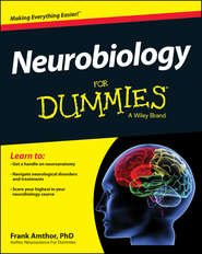бесплатно читать книгу Neurobiology For Dummies автора Frank Amthor
