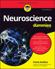 бесплатно читать книгу Neuroscience For Dummies автора Frank Amthor