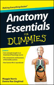 бесплатно читать книгу Anatomy Essentials For Dummies автора Maggie Norris