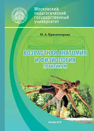 бесплатно читать книгу Возрастная анатомия и физиология. Практикум автора Наталья Красноперова