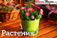 бесплатно читать книгу Что такое кактус и с чем его едят? автора Ирина Лукьянчик