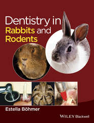 бесплатно читать книгу Dentistry in Rabbits and Rodents автора Estella Böhmer