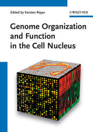 бесплатно читать книгу Genome Organization And Function In The Cell Nucleus автора Karsten Rippe