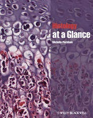 бесплатно читать книгу Histology at a Glance автора Michelle Peckham