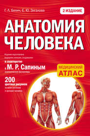 бесплатно читать книгу Анатомия человека автора Елена Зигалова