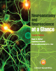 бесплатно читать книгу Neuroanatomy and Neuroscience at a Glance автора Barker Roger