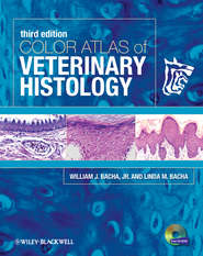 бесплатно читать книгу Color Atlas of Veterinary Histology автора Bacha Linda