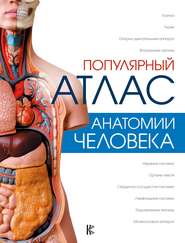 бесплатно читать книгу Популярный атлас анатомии человека автора Николай Лазарев