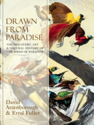 бесплатно читать книгу Drawn From Paradise: The Discovery, Art and Natural History of the Birds of Paradise автора Errol Fuller
