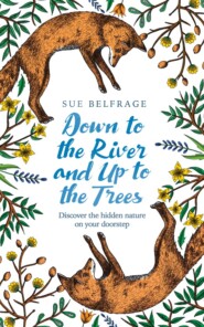 бесплатно читать книгу Down to the River and Up to the Trees: Discover the hidden nature on your doorstep автора Sue Belfrage