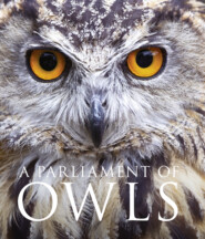 бесплатно читать книгу A Parliament of Owls автора David Tipling