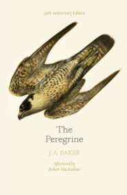 бесплатно читать книгу The Peregrine: 50th Anniversary Edition: Afterword by Robert Macfarlane автора Robert MacFarlane