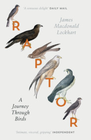 бесплатно читать книгу Raptor: A Journey Through Birds автора James Lockhart