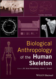 бесплатно читать книгу Biological Anthropology of the Human Skeleton автора Anne Grauer