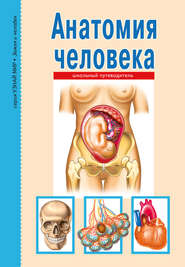 бесплатно читать книгу Анатомия человека автора Сергей Афонькин