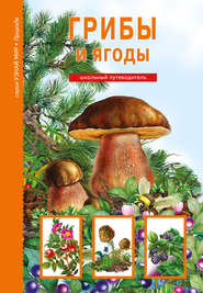 бесплатно читать книгу Грибы и ягоды автора Сергей Афонькин