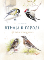 бесплатно читать книгу Птицы в городе автора Анна Васильева