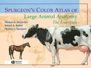 бесплатно читать книгу Spurgeon's Color Atlas of Large Animal Anatomy автора Thomas McCracken