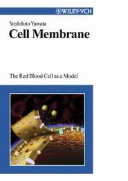 бесплатно читать книгу Cell Membrane автора Yoshihito Yawata