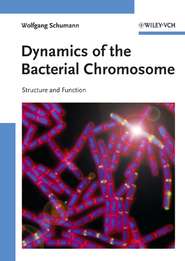 бесплатно читать книгу Dynamics of the Bacterial Chromosome автора Wolfgang Schumann