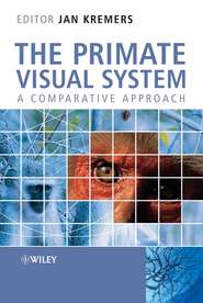 бесплатно читать книгу The Primate Visual System автора Jan Kremers