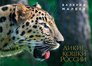 бесплатно читать книгу Дикие кошки России автора Валерий Малеев