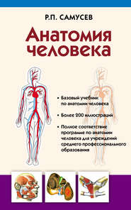 бесплатно читать книгу Анатомия человека автора Рудольф Самусев