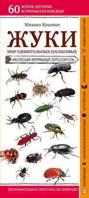 бесплатно читать книгу Жуки. Мир удивительных насекомых автора Михаил Куценко