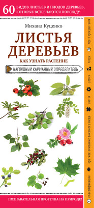 бесплатно читать книгу Листья деревьев. Как узнать растение автора Михаил Куценко