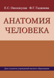 бесплатно читать книгу Анатомия человека автора Евгений Околокулак