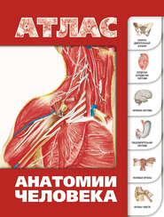 бесплатно читать книгу Атлас анатомии человека автора Сергей Лёвкин