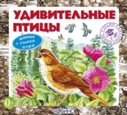 бесплатно читать книгу Удивительные птицы автора Александр Тихонов