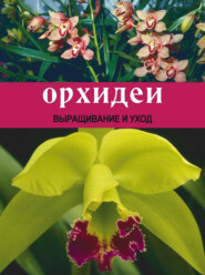 бесплатно читать книгу Орхидеи: Выращивание и уход автора Татьяна Шереметьева