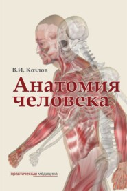 бесплатно читать книгу Анатомия человека. Учебник для медицинских вузов автора Валентин Козлов