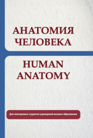 бесплатно читать книгу Анатомия человека. Human anatomy автора Сергей Сидорович