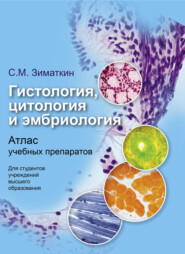 бесплатно читать книгу Гистология, цитология и эмбриология автора Сергей Зиматкин