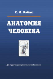 бесплатно читать книгу Анатомия человека автора Сергей Кабак