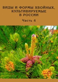 бесплатно читать книгу Виды и формы хвойных, культивируемые в России. Часть 4 автора Максим Симахин