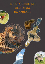 бесплатно читать книгу Восстановление леопарда на Кавказе автора  Коллектив авторов